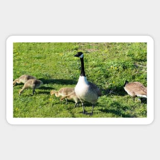 Canada Goose Parent Watching Its Goslings Sticker